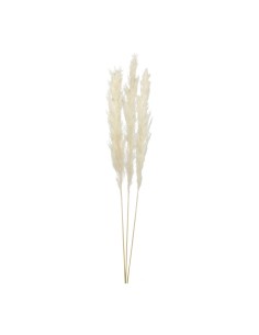 Manojo de hierba de pampa para la decoración de verano en escaparates de tiendas o comercios 2