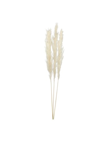 Manojo de hierba de pampa para la decoración de verano en escaparates de tiendas o comercios