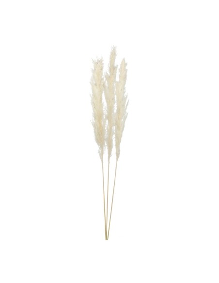 Manojo de hierba de pampa para la decoración de verano en escaparates de tiendas o comercios
