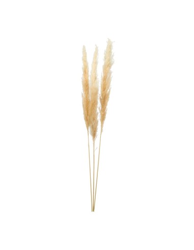 Manojo de hierba de pampa para la decoración de verano en escaparates de tiendas o comercios