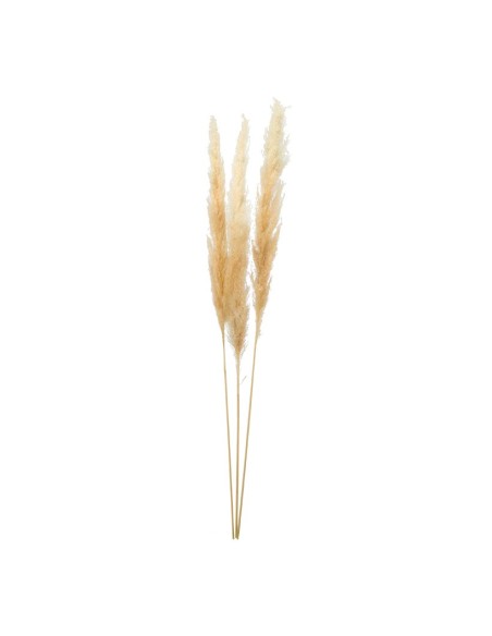 Manojo de hierba de pampa para la decoración de verano en escaparates de tiendas o comercios