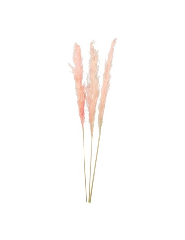 Manojo de hierba de pampa para la decoración de verano en escaparates de tiendas o comercios