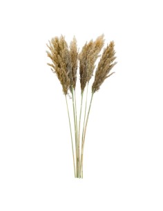 Manojo de hierba de pampa para la decoración de verano en escaparates de tiendas o comercios 2