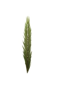 Hoja de palma para la decoración de verano en escaparates de tiendas o comercios 2