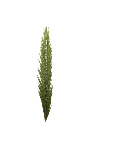 Hoja de palma para la decoración de verano en escaparates de tiendas o comercios