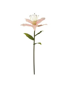 Lirio con tallo para la decoración en del día de los enamorados 2