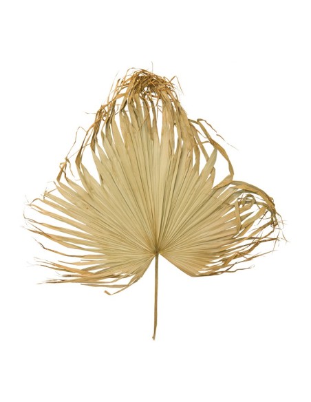 Hoja de palma para la decoración de verano en escaparates de tiendas o comercios