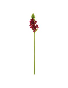 Ornithogalum para la decoración de verano en escaparates de tiendas o comercios 2