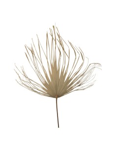 Hoja de palma para la decoración de verano en escaparates de tiendas o comercios 2