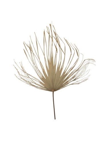 Hoja de palma para la decoración de verano en escaparates de tiendas o comercios