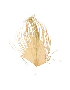 Hoja de palma para la decoración de verano en escaparates de tiendas o comercios 2