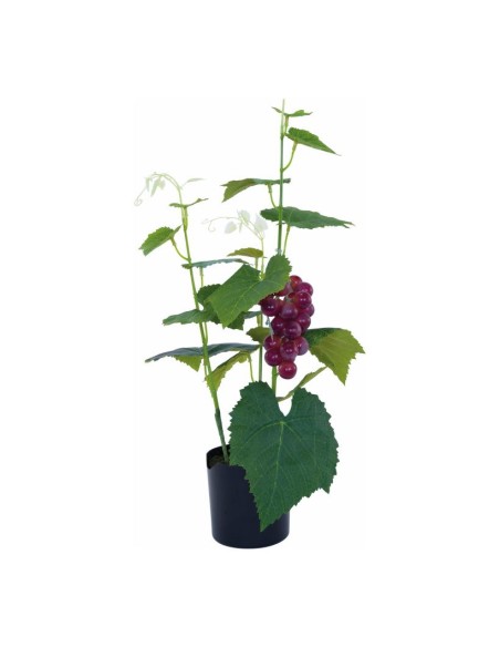 Planta de uva en maceta para la decoración de verano en escaparates de tiendas o comercios