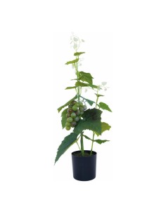 Planta de uva en maceta para la decoración de verano en escaparates de tiendas o comercios 2