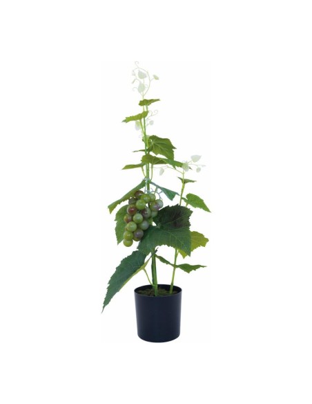 Planta de uva en maceta para la decoración de verano en escaparates de tiendas o comercios
