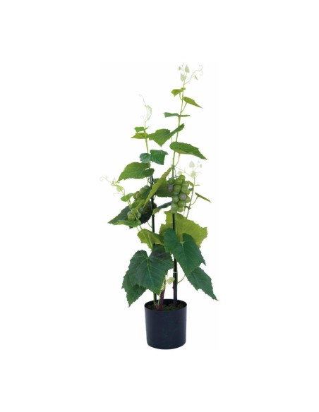 Planta de uva en maceta para la decoración de verano en escaparates de tiendas o comercios
