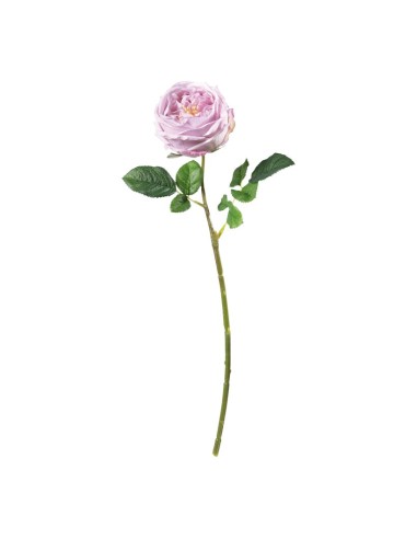 Rosa para la decoración en del día de los enamorados