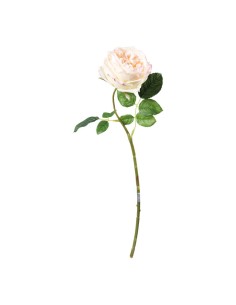 Rosa para la decoración en del día de los enamorados 2