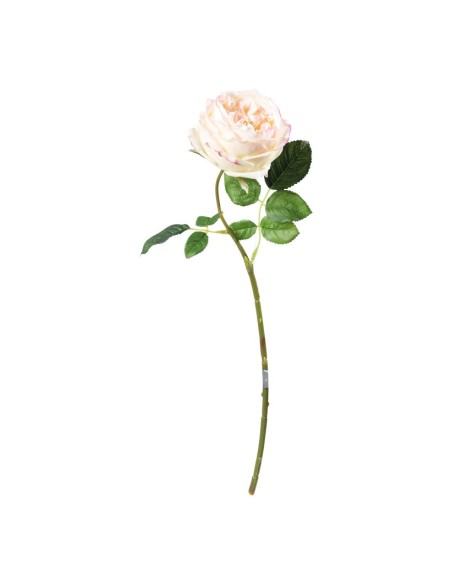 Rosa para la decoración en del día de los enamorados