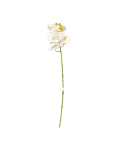 Orquídea para la decoración de verano en escaparates de tiendas o comercios 2