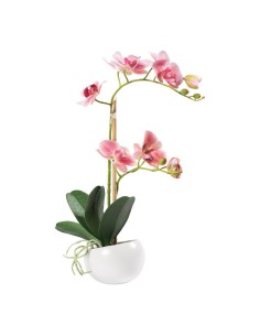 Orquídea en maceta para la decoración de verano en escaparates de tiendas o comercios 2