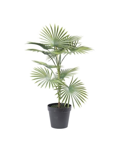 Palma en maceta para la decoración de verano en escaparates de tiendas o comercios
