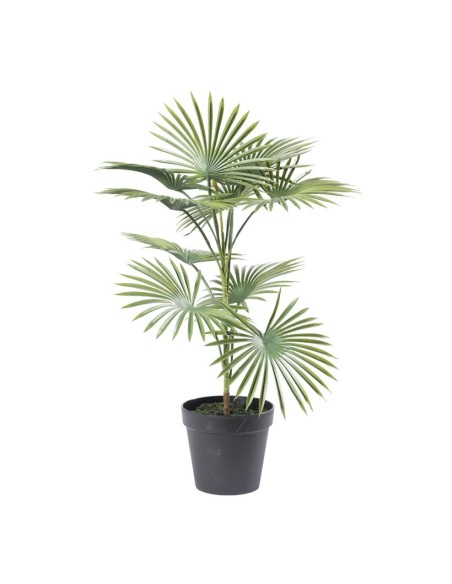Palma en maceta para la decoración de verano en escaparates de tiendas o comercios