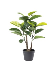 Bonsái ficus de goma para la decoración de verano en escaparates de tiendas o comercios 2