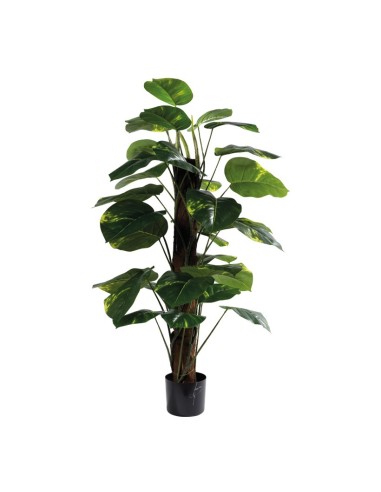 Dieffenbachia para la decoración de verano en escaparates de tiendas o comercios