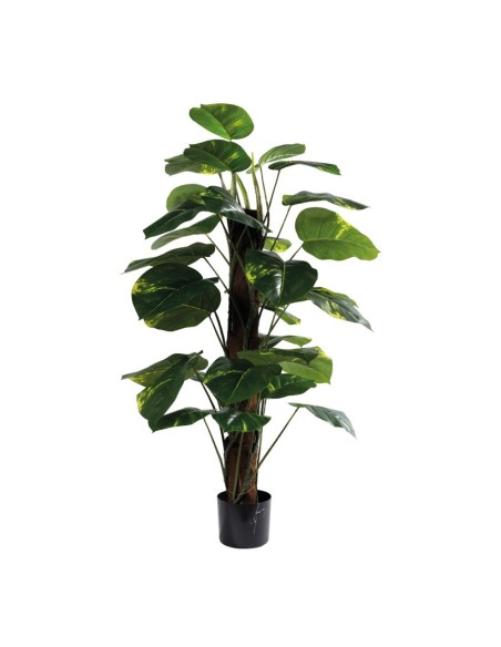 Dieffenbachia para la decoración de verano en escaparates de tiendas o comercios