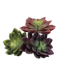 Suculentas para la decoración de verano en escaparates de tiendas o comercios 2