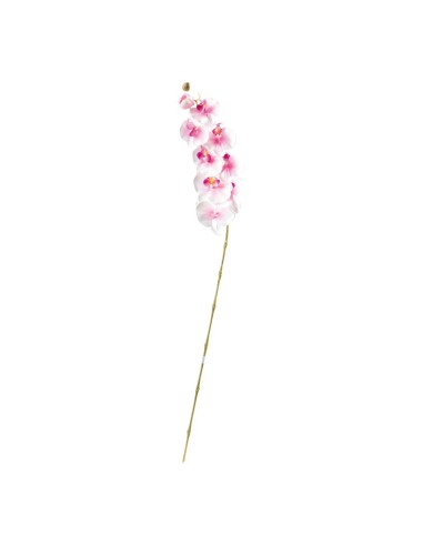 Orquídea en tallo para la decoración de verano en escaparates de tiendas o comercios