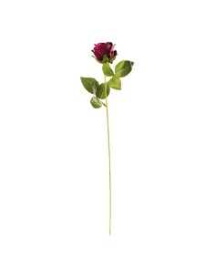 Rosa en tallo para la decoración en del día de los enamorados 2