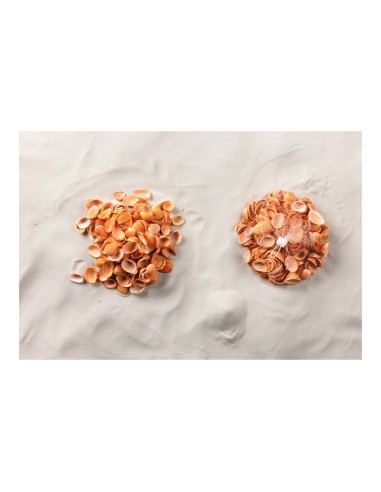 Conchas en red para la decoración de verano en escaparates de tiendas o comercios