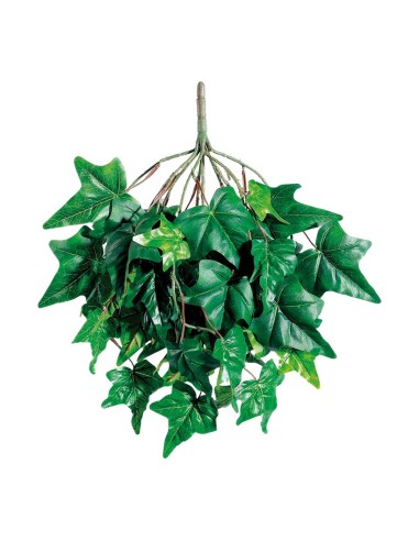 Arbusto de hiedra para la decoración de verano en escaparates de tiendas o comercios