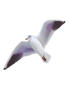 Gaviota voladora para la decoración de verano en escaparates de tiendas o comercios 2