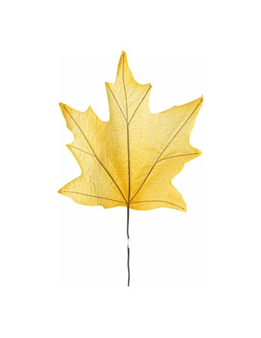 Hoja de arce  para escaparates de otoño en tiendas y centros comerciales