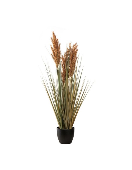 Planta en maceta para la decoración otoñal de escaparates y espacios