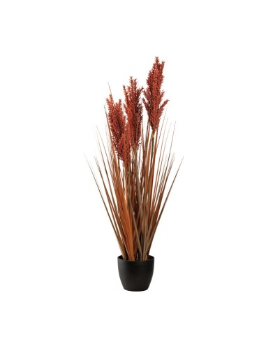 Planta en maceta para la decoración otoñal de escaparates y espacios