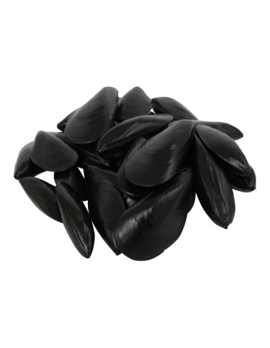 Imitación de mejillones para pescaderías y la decoración de escaparates de tiendas o comercios