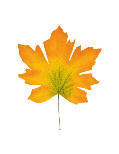 Hoja de arce otoñal para escaparates de otoño en tiendas y centros comerciales
